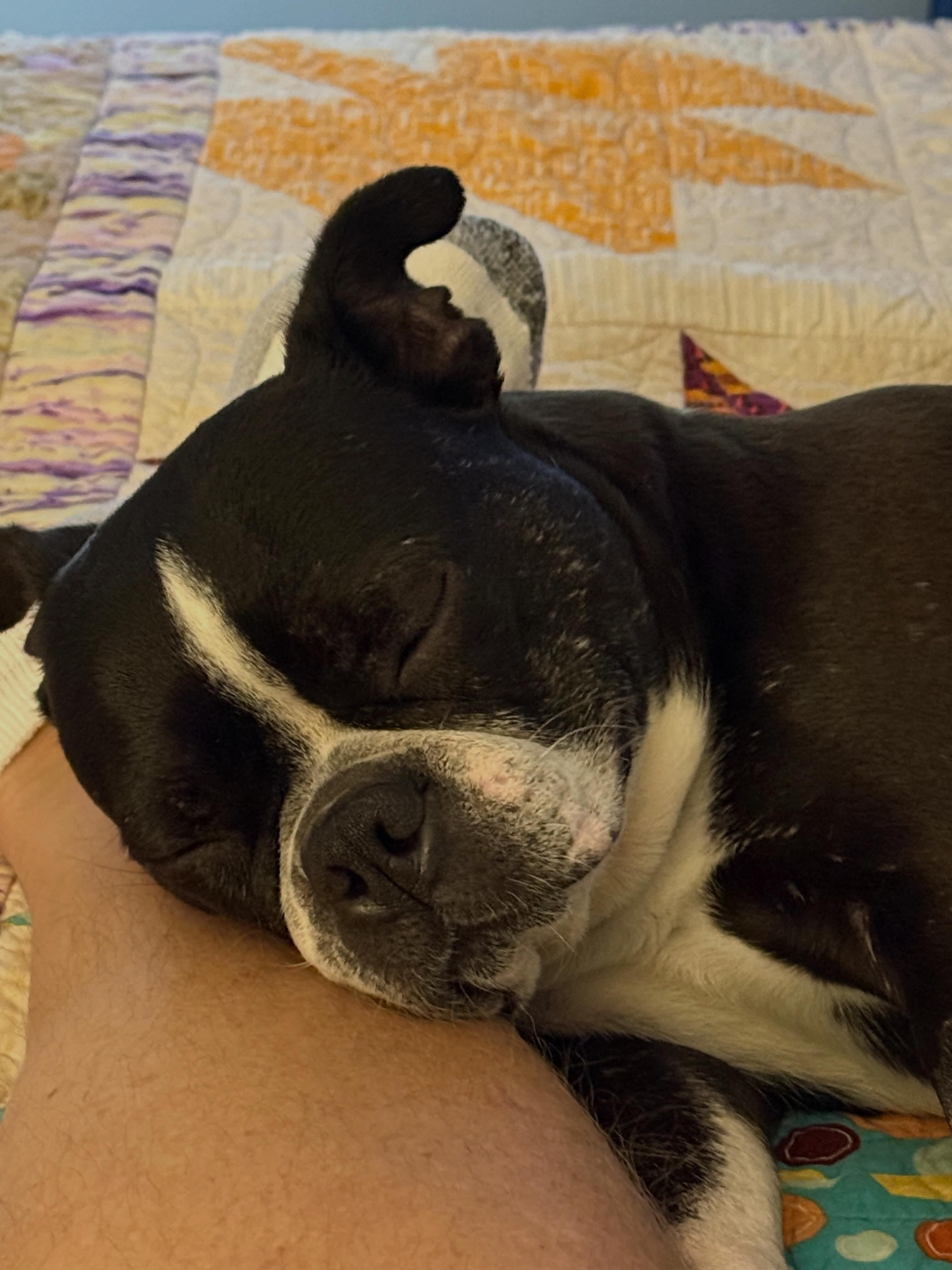 Enlarge Twila - Pending, a ADOPTABLE Boston Terrier in Wichita, KS image 6/6