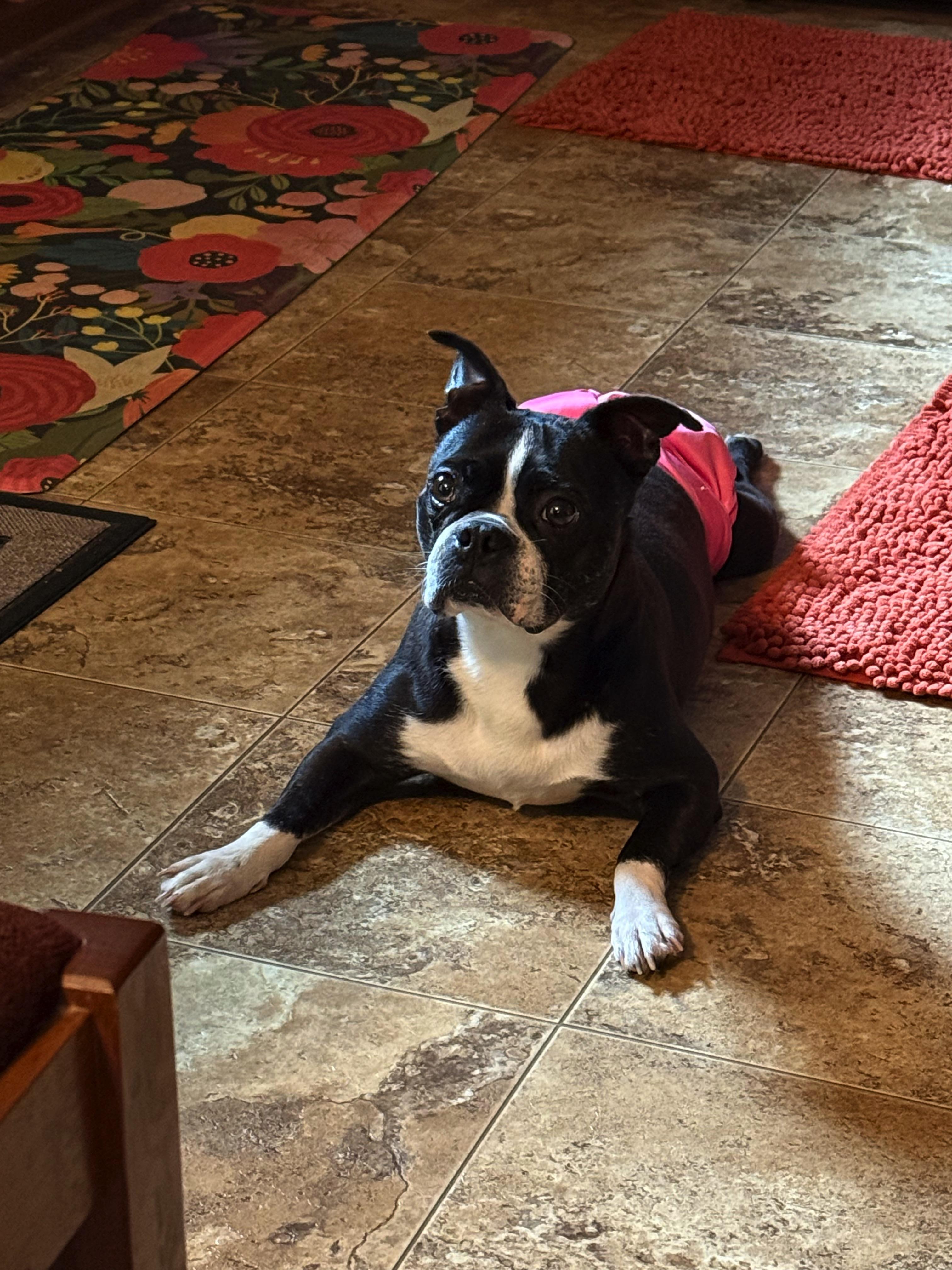Twila in KS, a ADOPTABLE Boston Terrier in Wichita, KS image 4/6