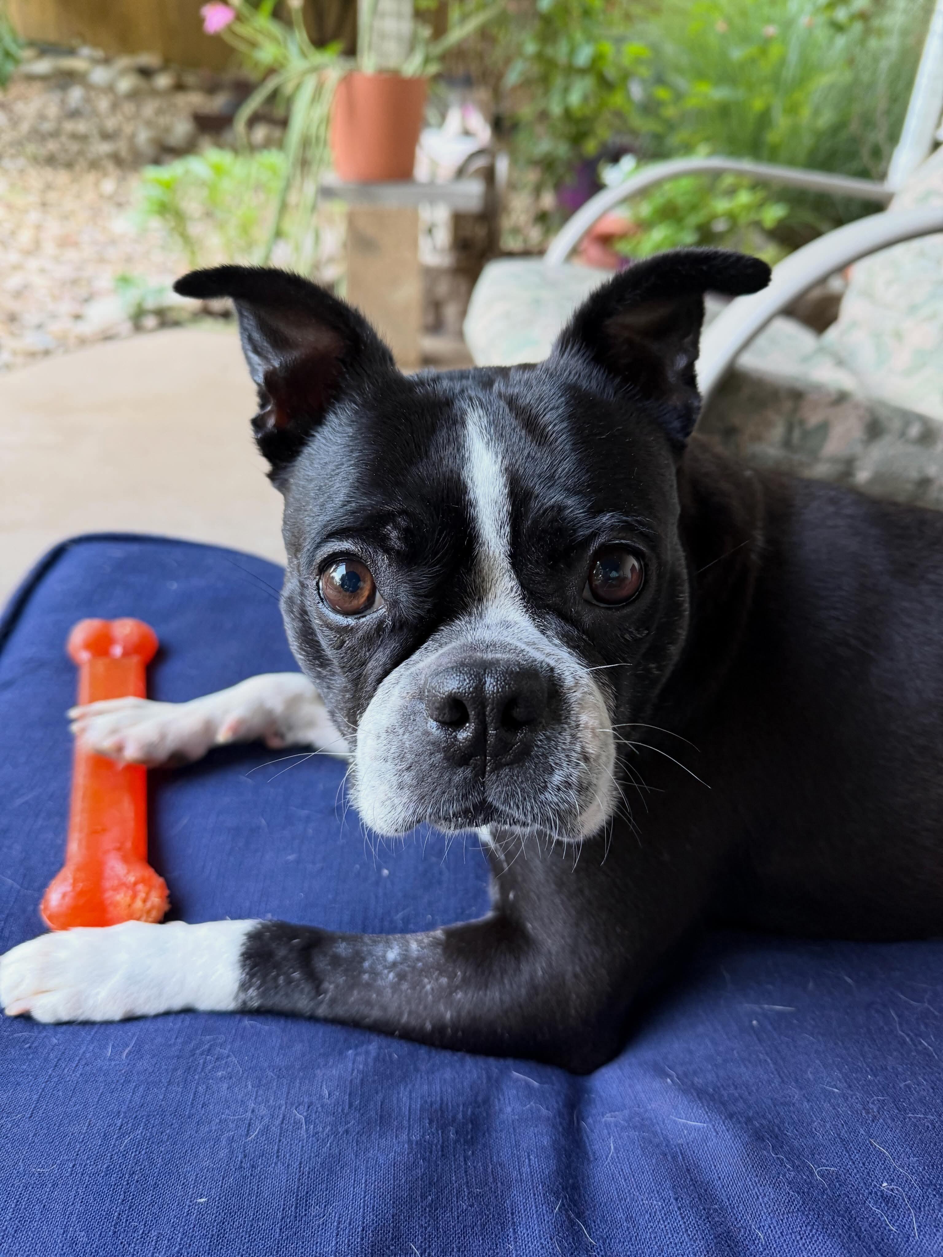 Enlarge Twila - Pending, a ADOPTABLE Boston Terrier in Wichita, KS image 1/6