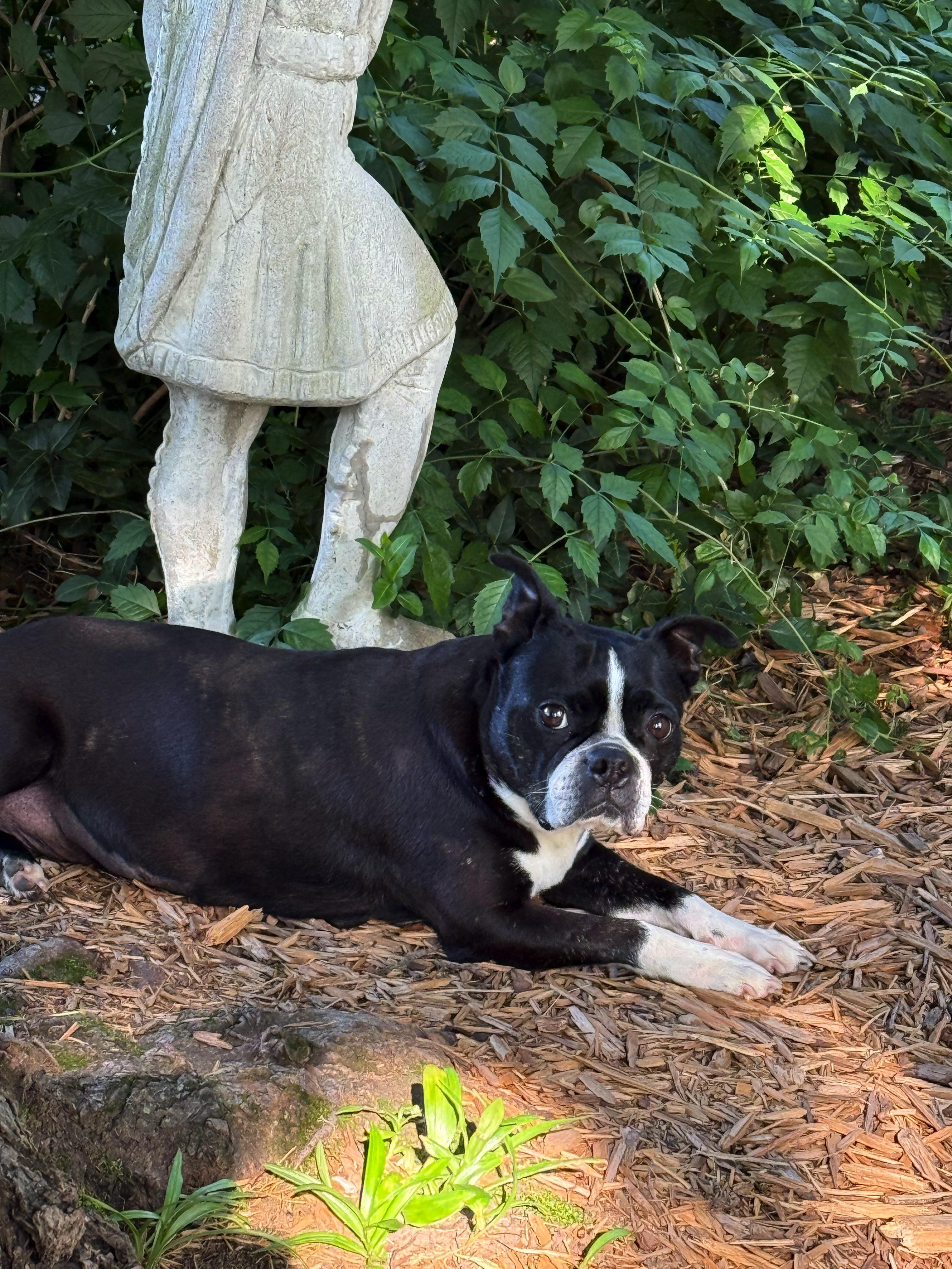 Twila in KS, a ADOPTABLE Boston Terrier in Wichita, KS image 3/6