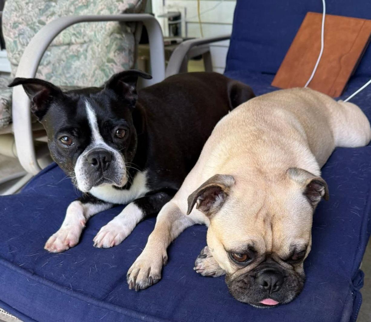 Enlarge Twila - Pending, a ADOPTABLE Boston Terrier in Wichita, KS image 3/6