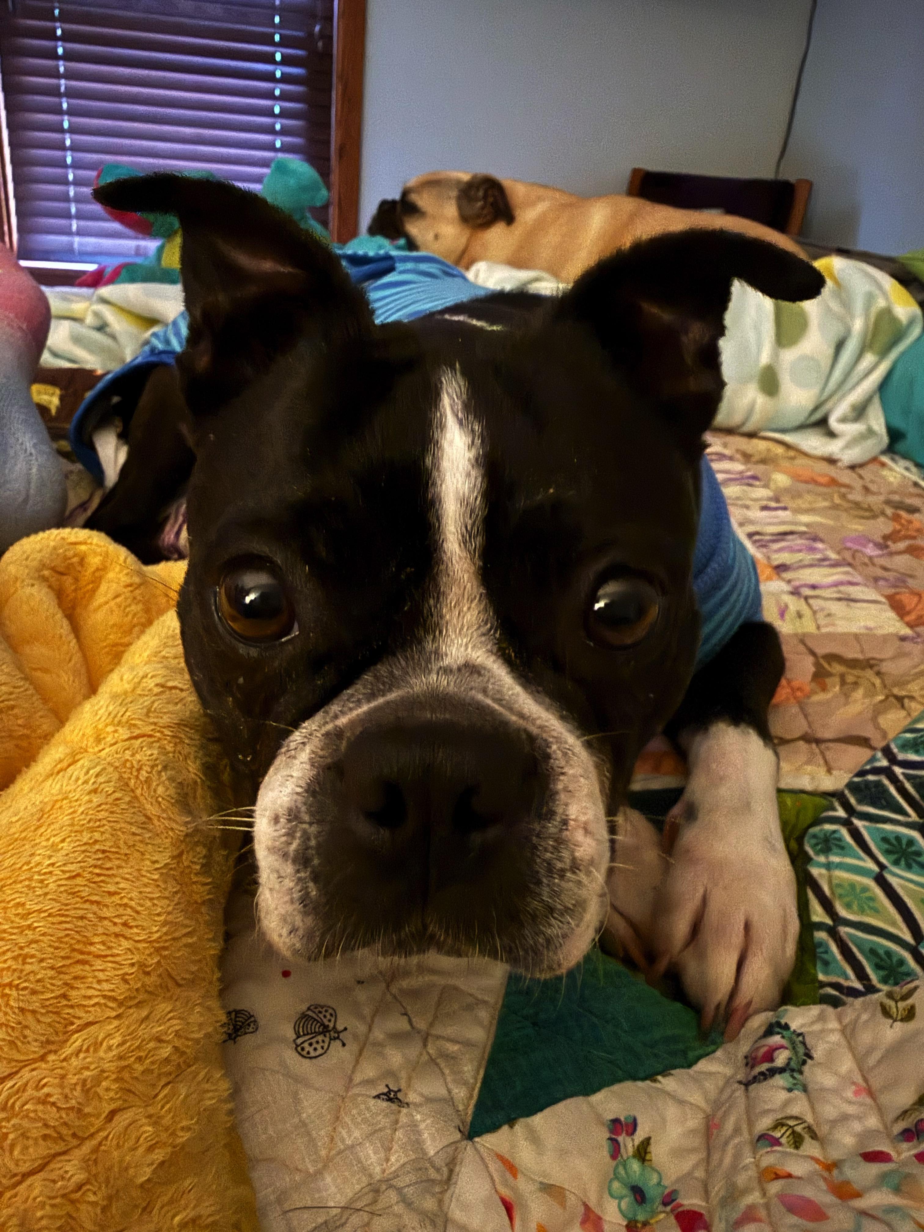 Twila in KS, a ADOPTABLE Boston Terrier in Wichita, KS image 6/6