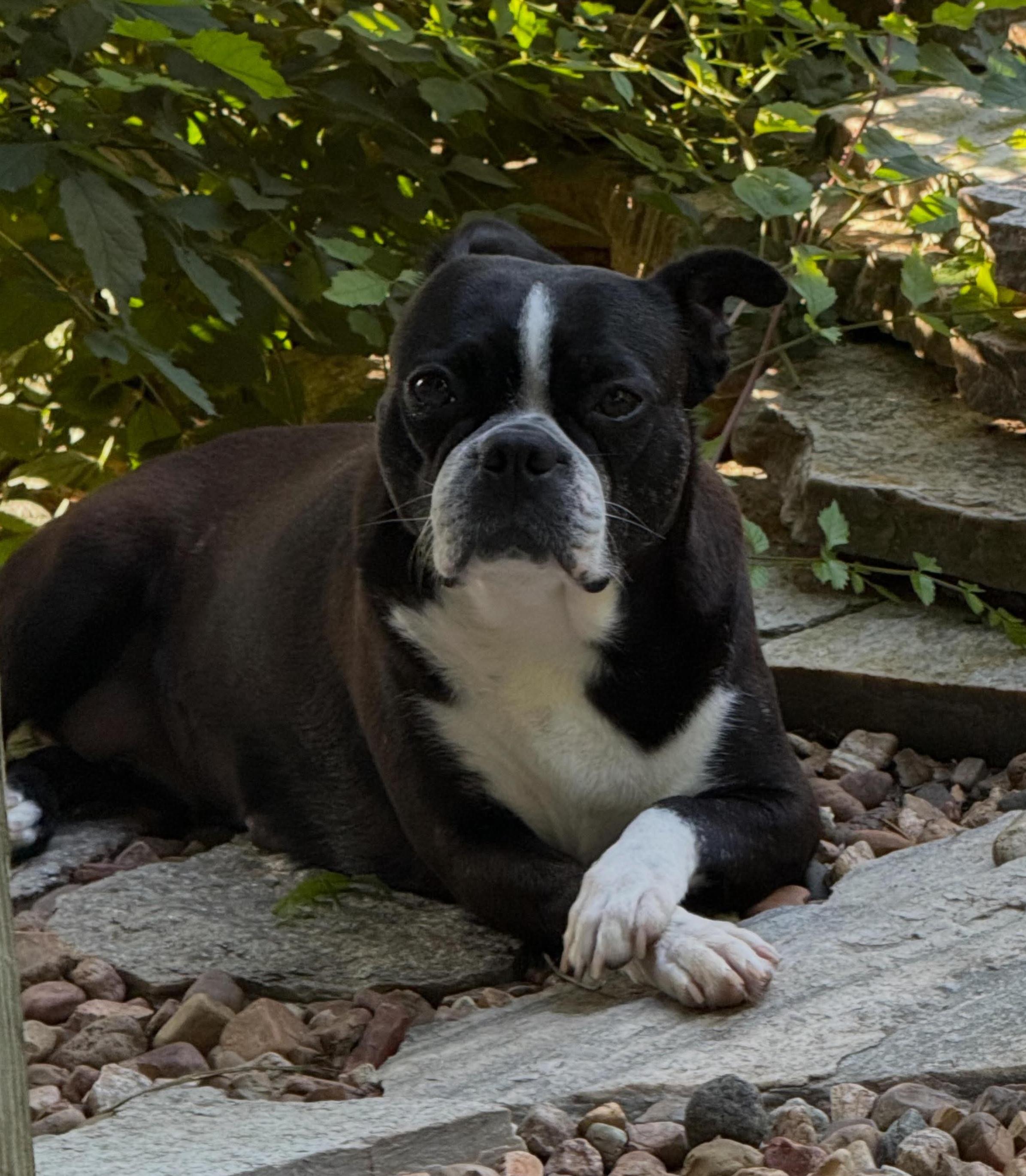Enlarge Twila - Pending, a ADOPTABLE Boston Terrier in Wichita, KS image 4/6