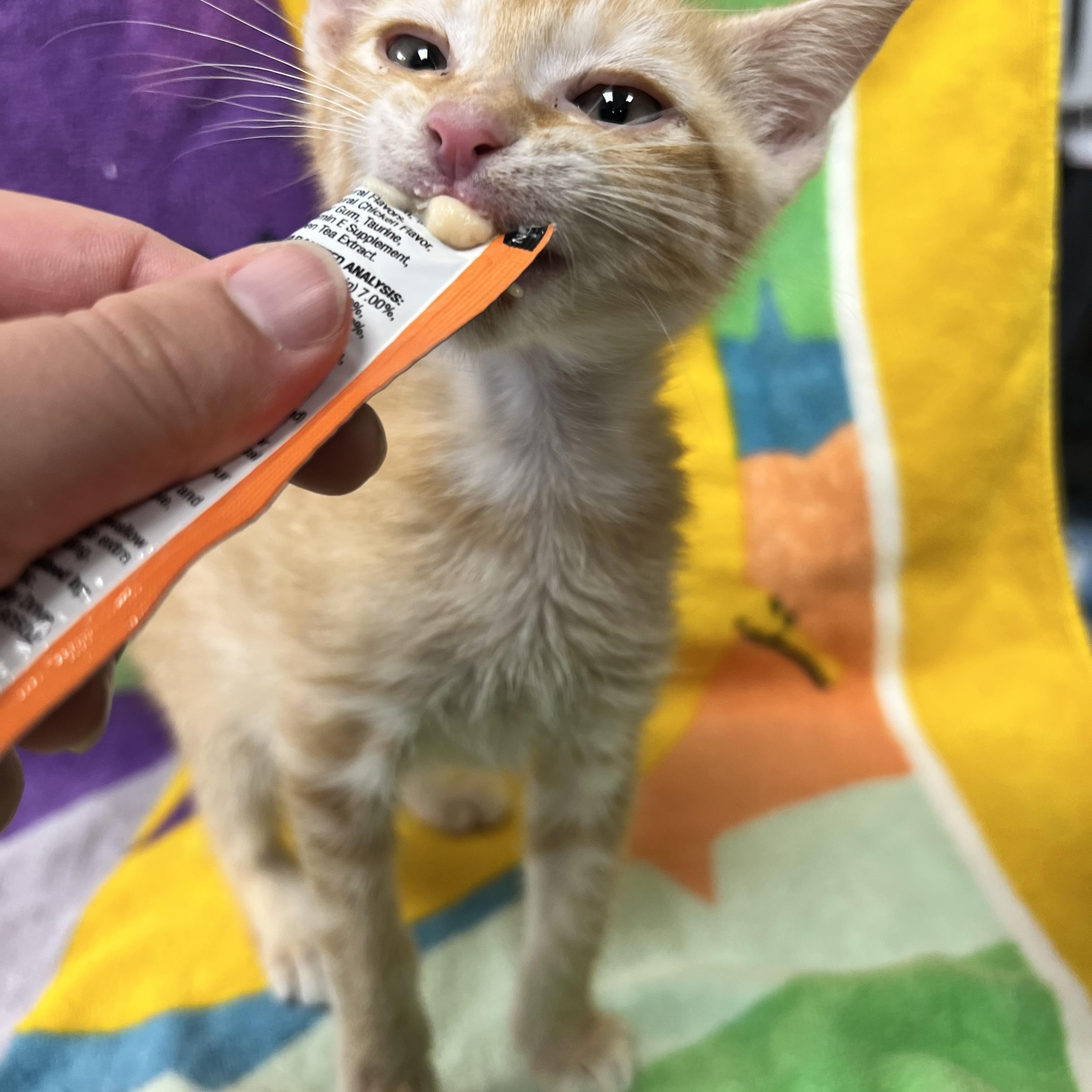 Star Lord, a ADOPTABLE Domestic Short Hair in Bear, DE image 2/3