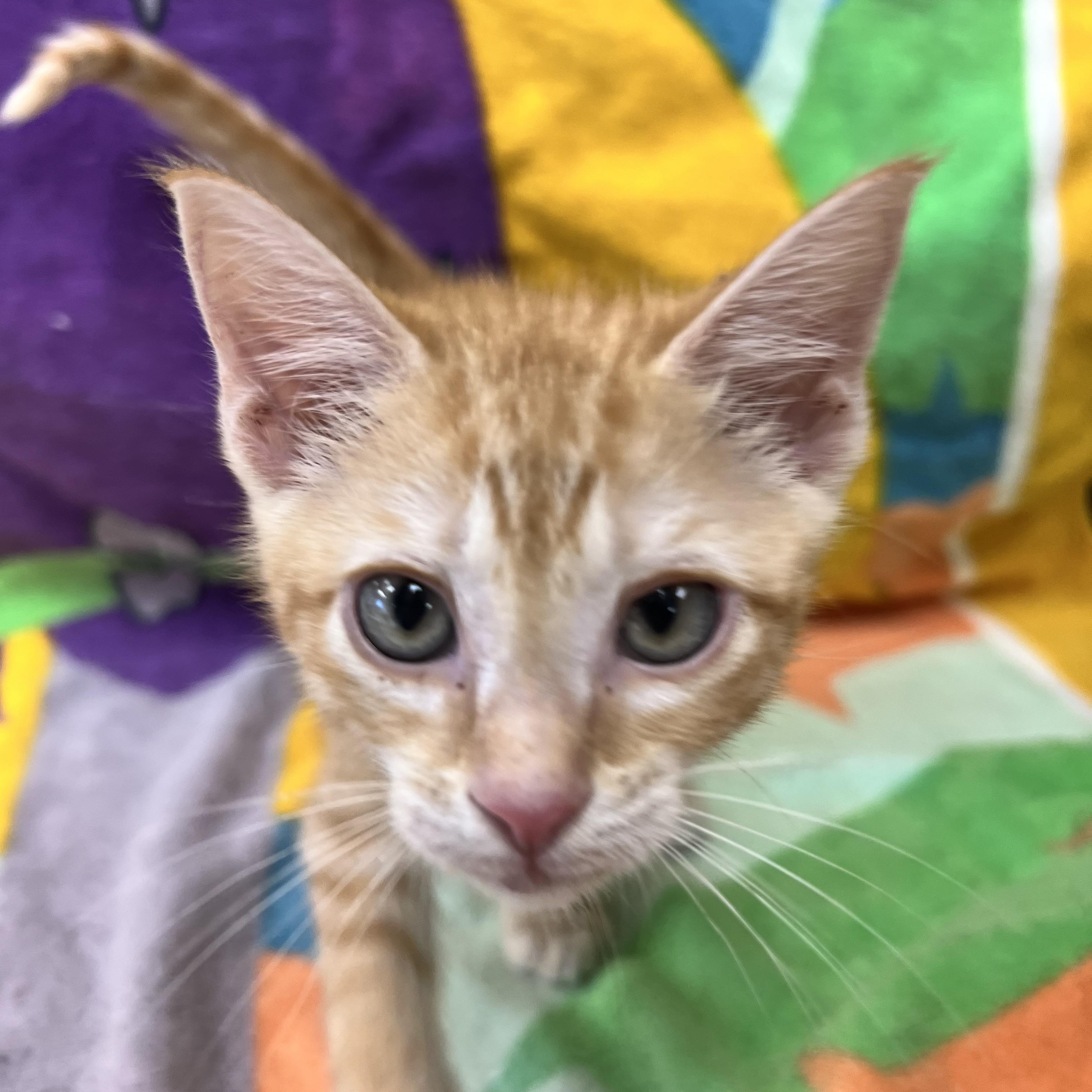 Star Lord, ADOPTABLE, Young Male Domestic Short Hair.