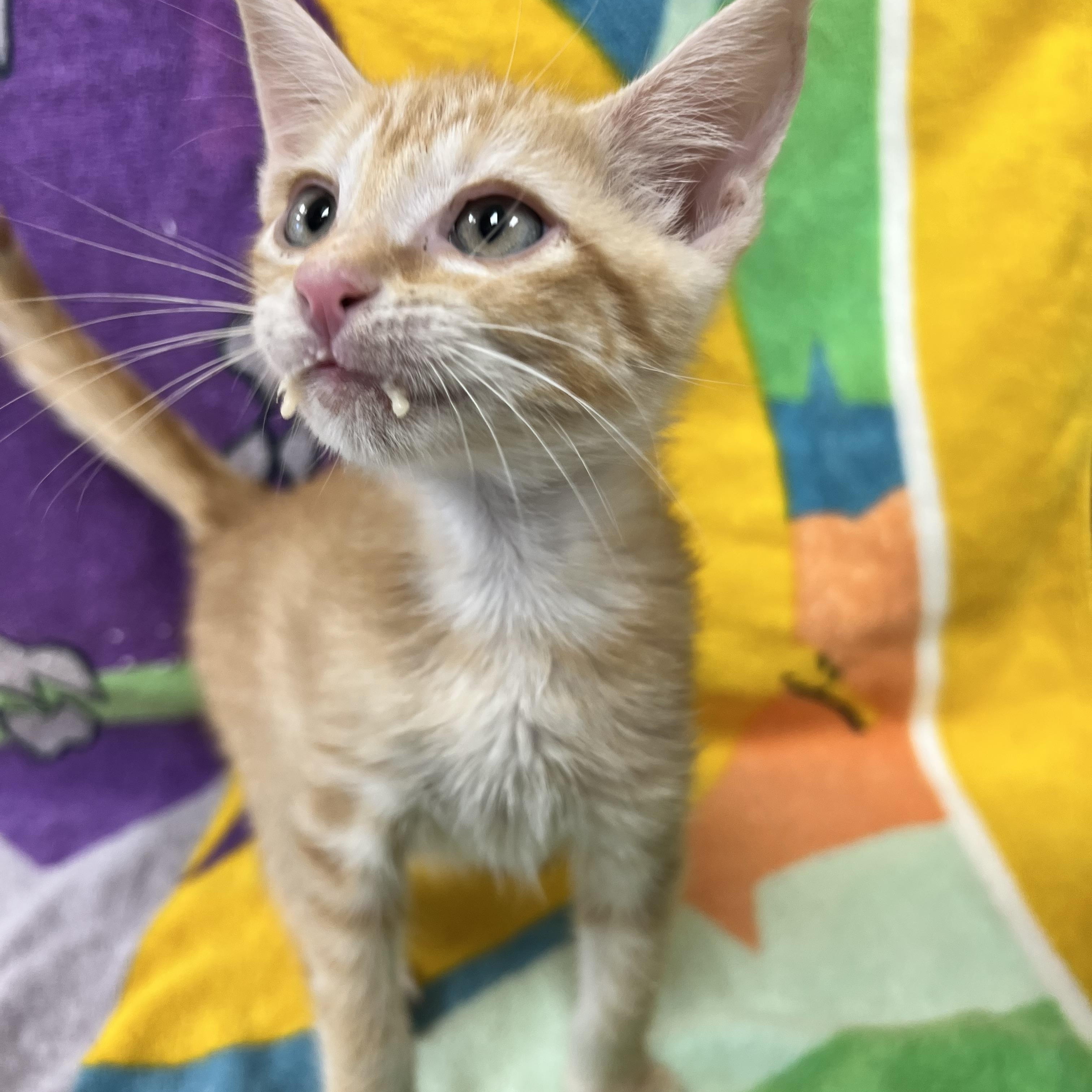 Star Lord, a ADOPTABLE Domestic Short Hair in Bear, DE image 3/3
