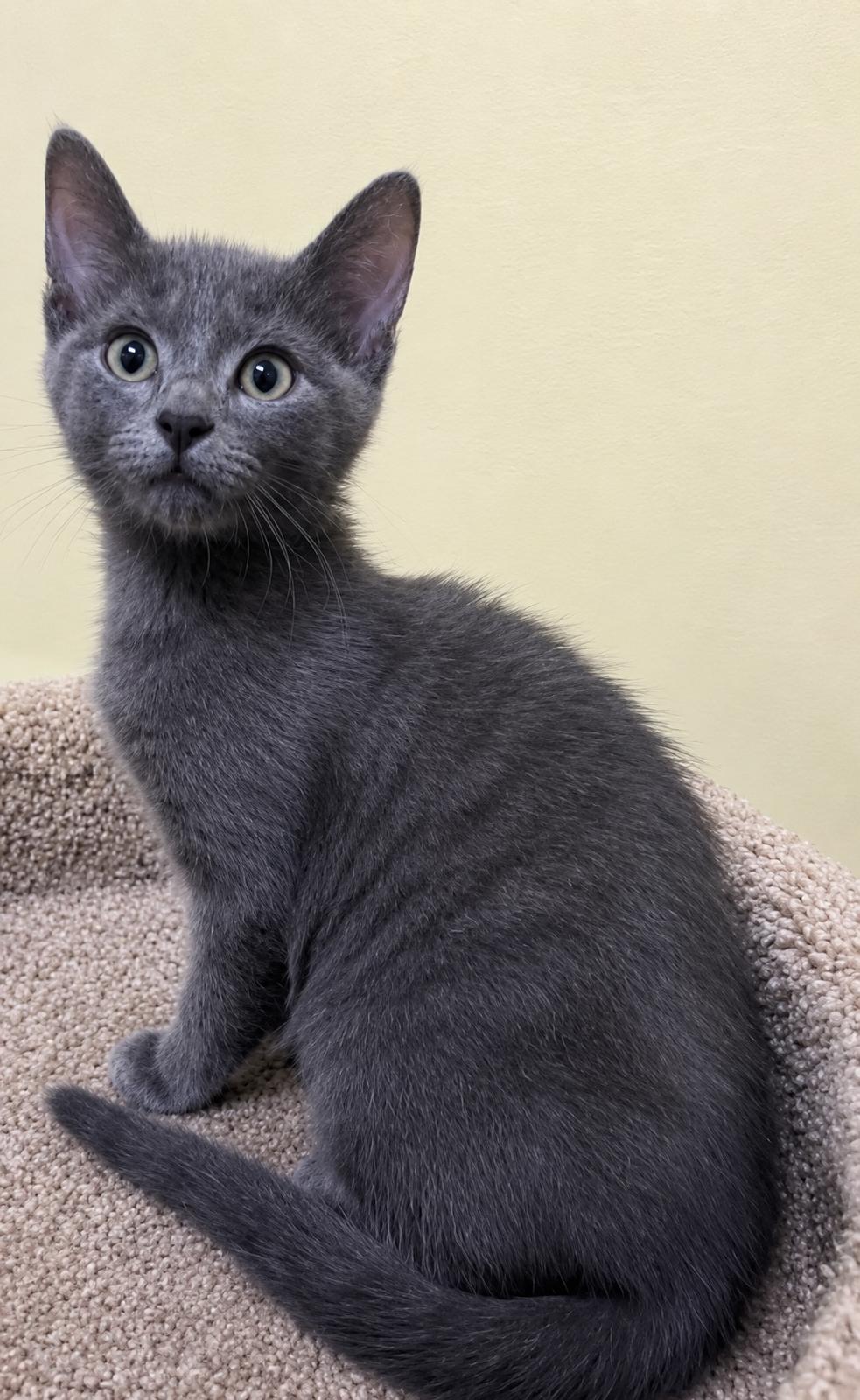Edna, ADOPTABLE, Kitten Female Domestic Short Hair.