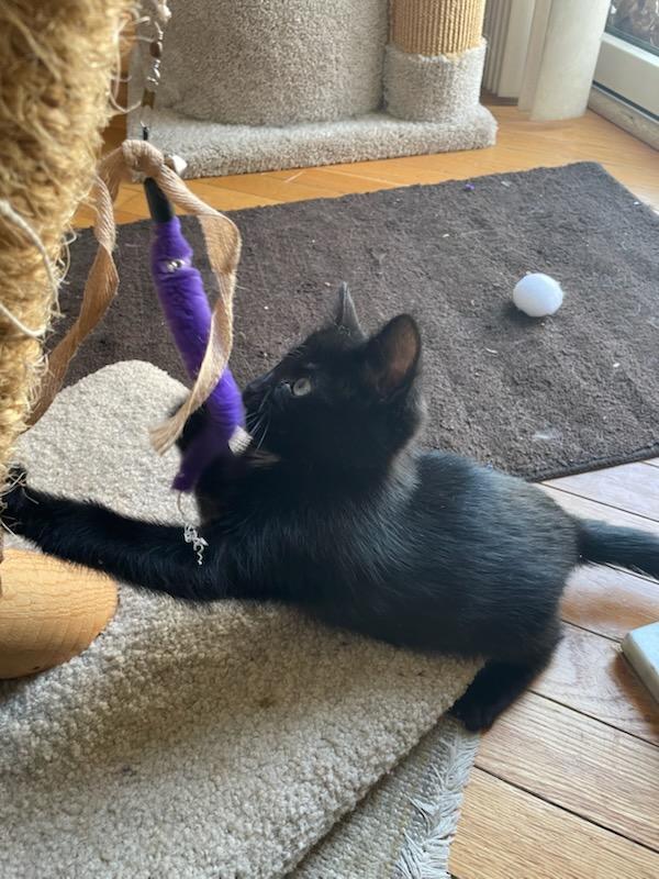 Napoleon "Solo", a Adoptable Domestic Short Hair in Ellicott City, MD image 6/6