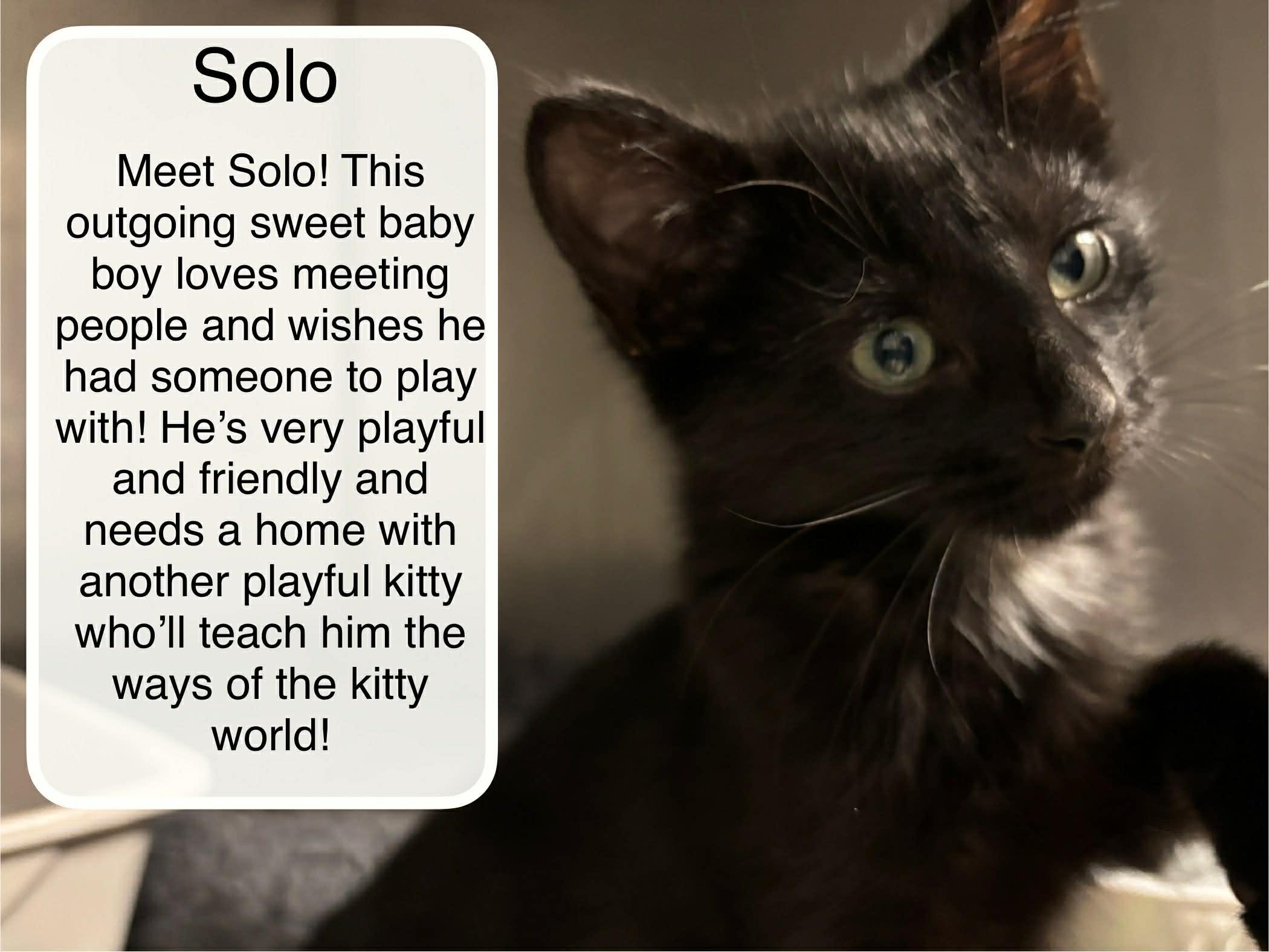 Napoleon "Solo", Adoptable, Kitten Male Domestic Short Hair.