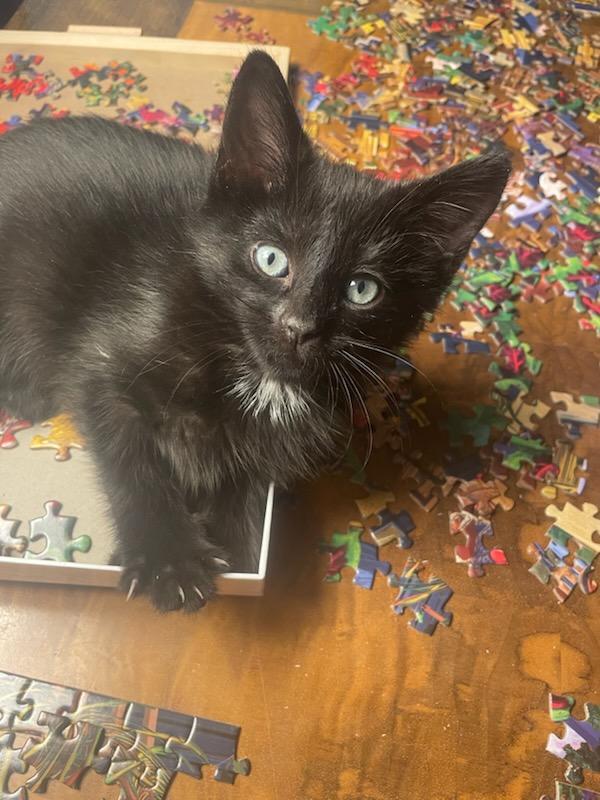 Napoleon "Solo", a Adoptable Domestic Short Hair in Ellicott City, MD image 3/6