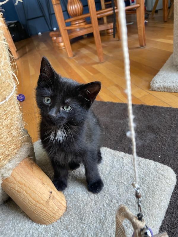 Napoleon "Solo", a Adoptable Domestic Short Hair in Ellicott City, MD image 5/6