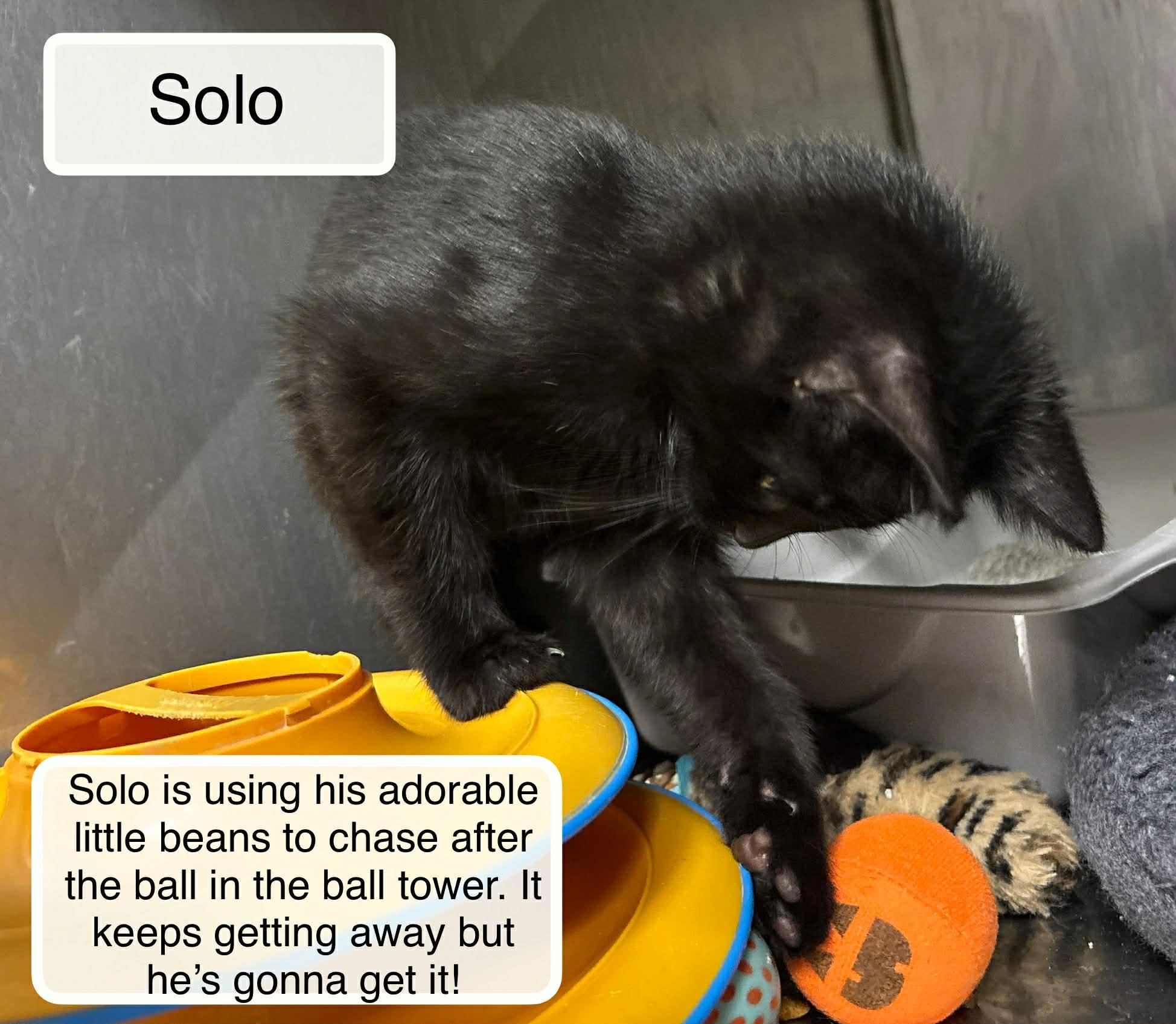Napoleon "Solo", a Adoptable Domestic Short Hair in Ellicott City, MD image 2/6