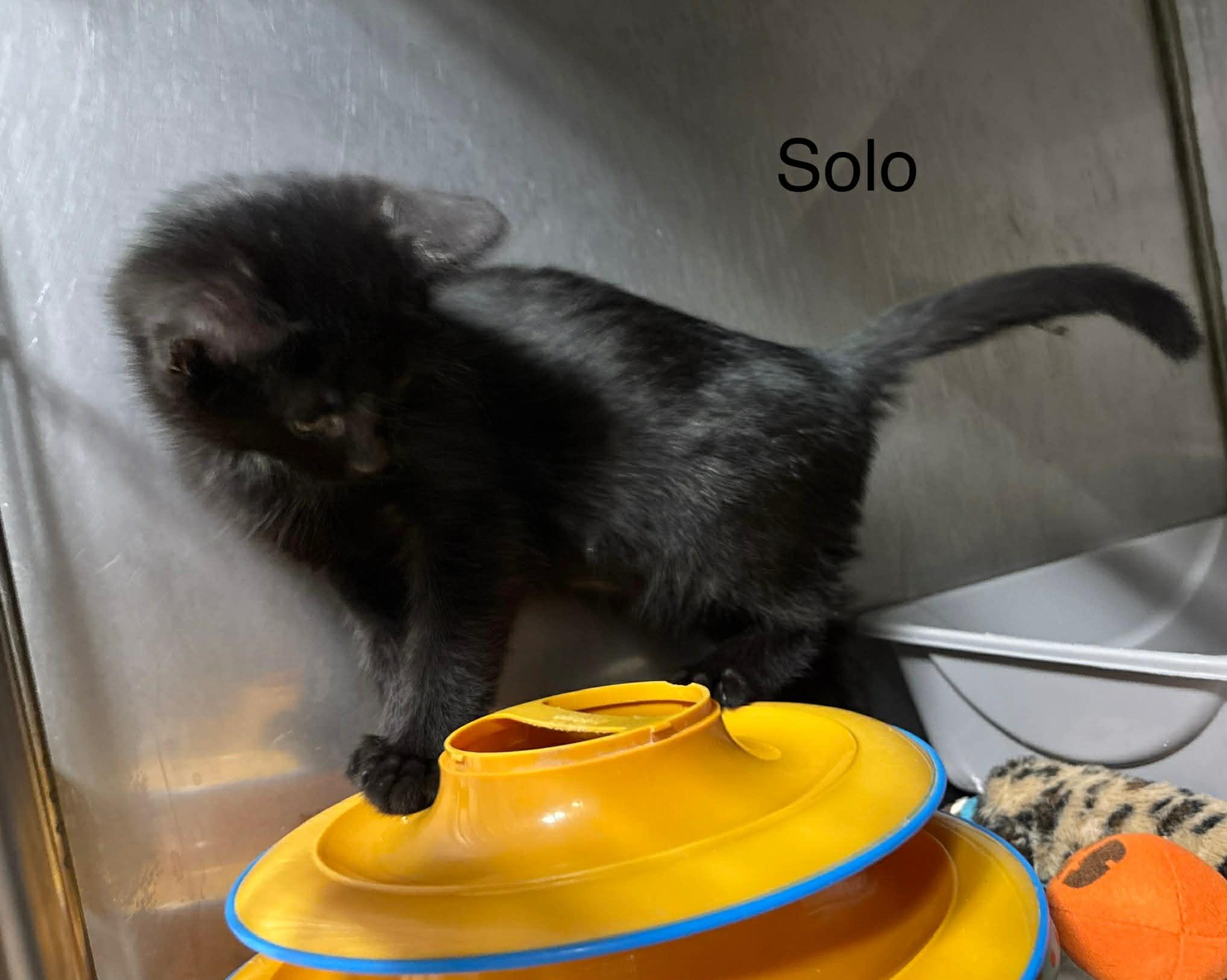 Napoleon "Solo", a Adoptable Domestic Short Hair in Ellicott City, MD image 4/6