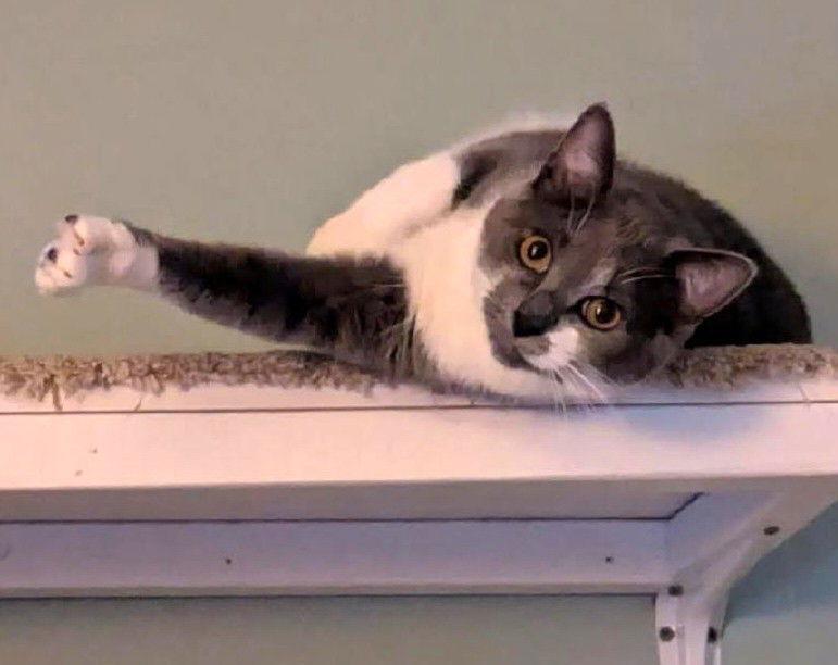 Enlarge Rella, a Adoptable Domestic Short Hair in Trenton, NJ image 1/3