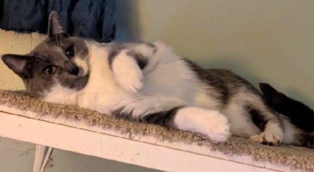 Rella, Adoptable, Adult Female Domestic Short Hair.