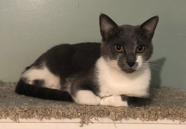 Enlarge Rella, a Adoptable Domestic Short Hair in Trenton, NJ image 3/3