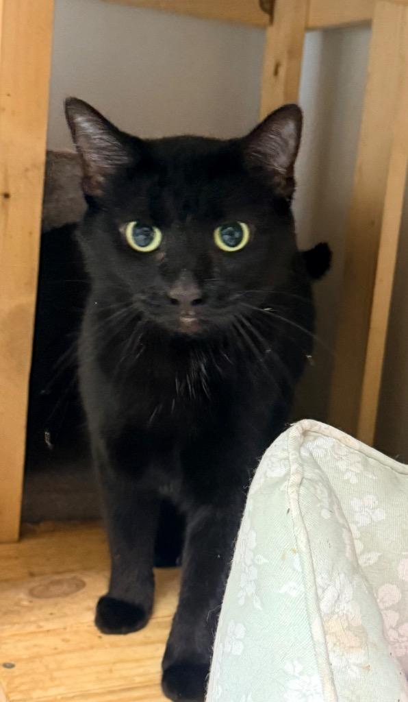 Enlarge Kit, a Adoptable mixed breed in North Vernon, IN image 1/1
