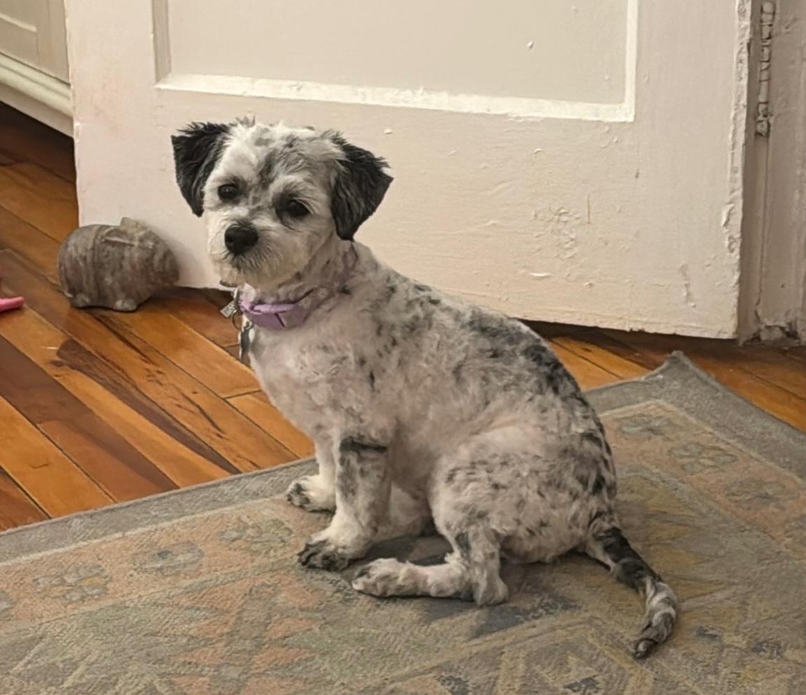 Enlarge Martha, an adopted mixed breed in East Point, GA image 1/6
