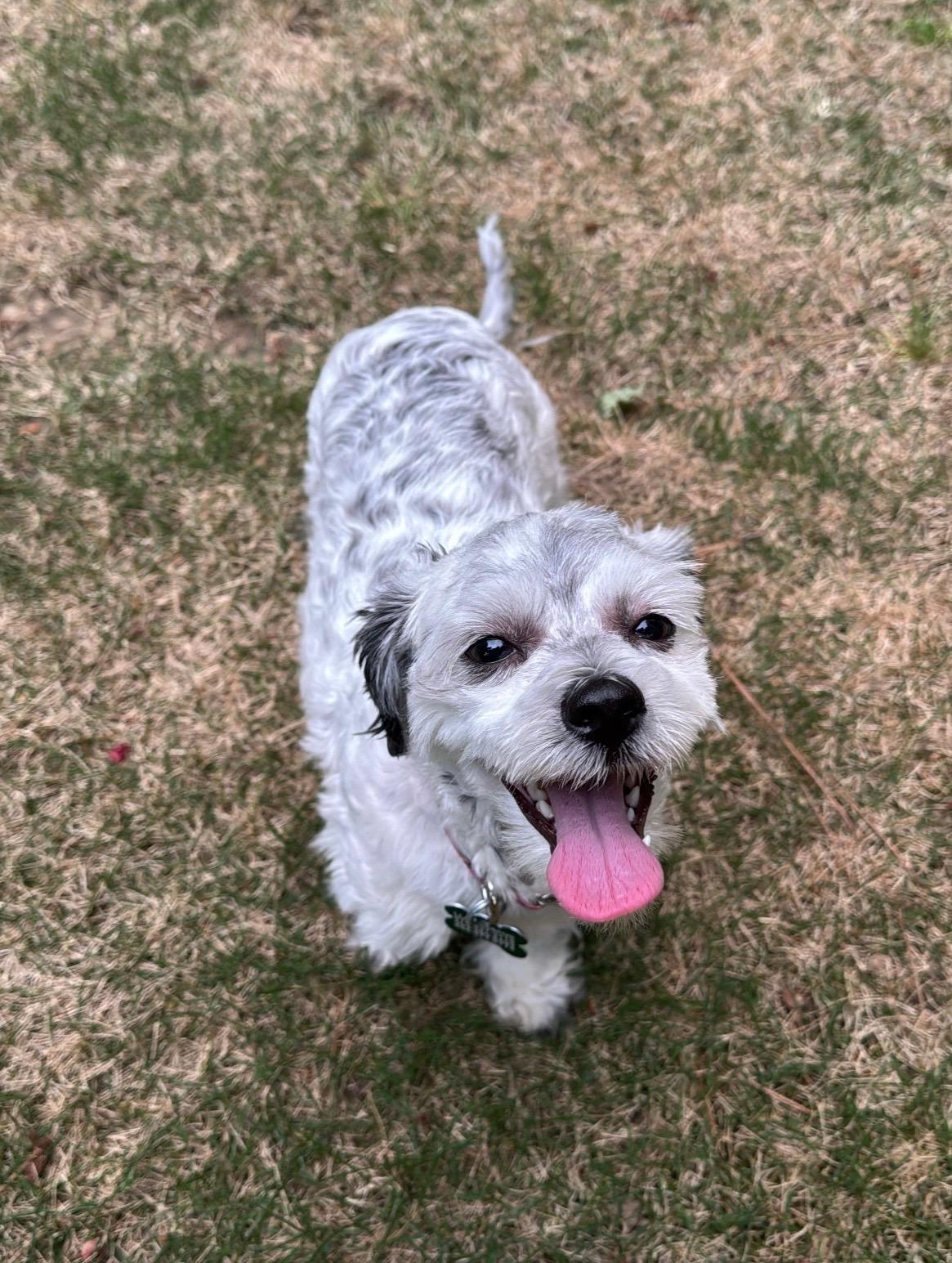 Enlarge Martha, an adopted mixed breed in East Point, GA image 4/6