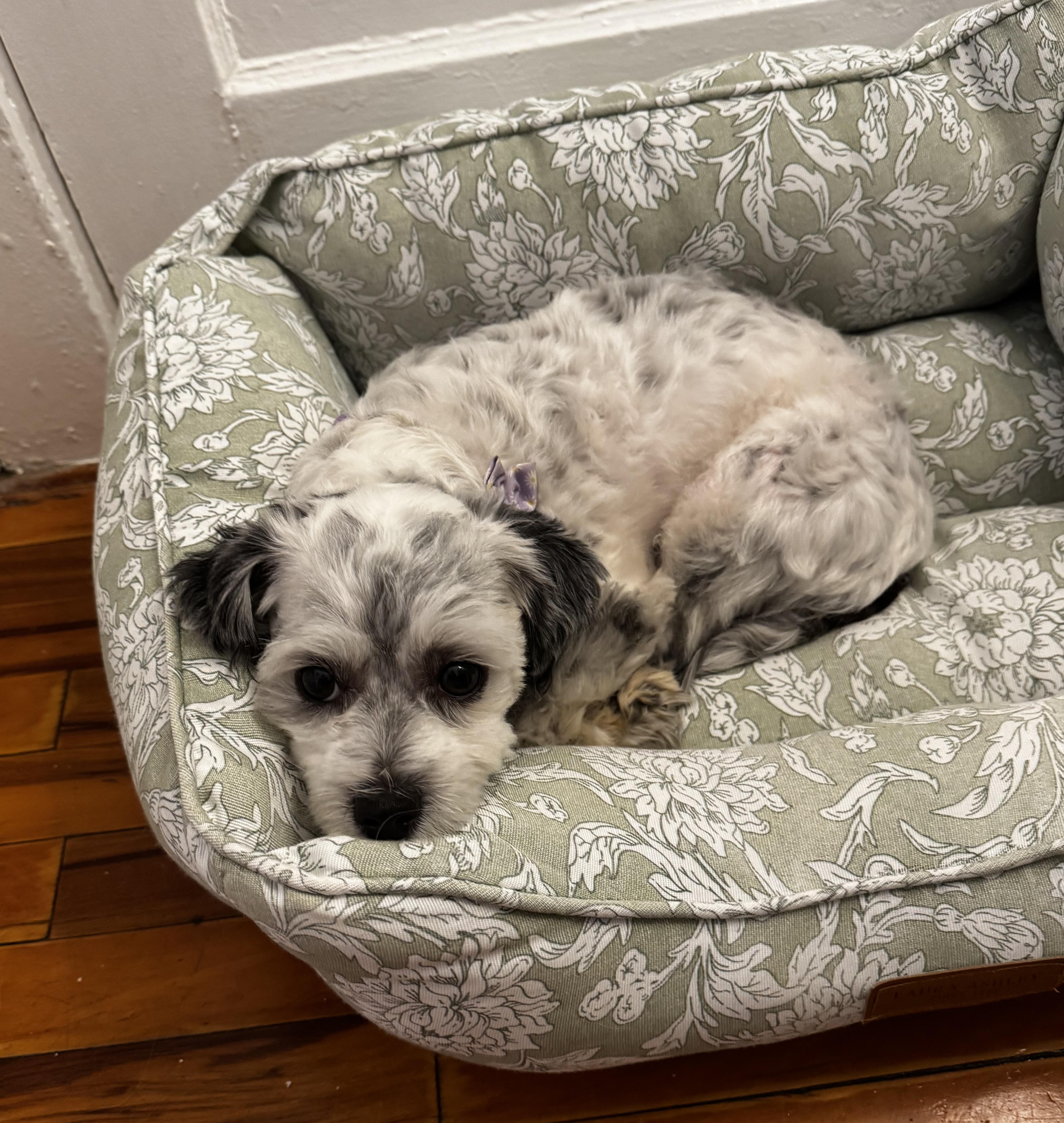 Enlarge Martha, an adopted mixed breed in East Point, GA image 2/6
