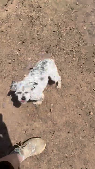 Enlarge Martha, an adopted mixed breed in East Point, GA video 5/6