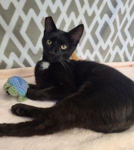 Samantha, ADOPTABLE, Adult Female Domestic Short Hair.