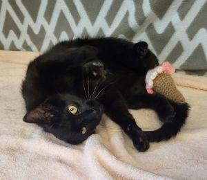 Enlarge Samantha, a ADOPTABLE Domestic Short Hair in Bucyrus, OH image 3/3