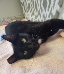 Enlarge Samantha, a ADOPTABLE Domestic Short Hair in Bucyrus, OH image 2/3