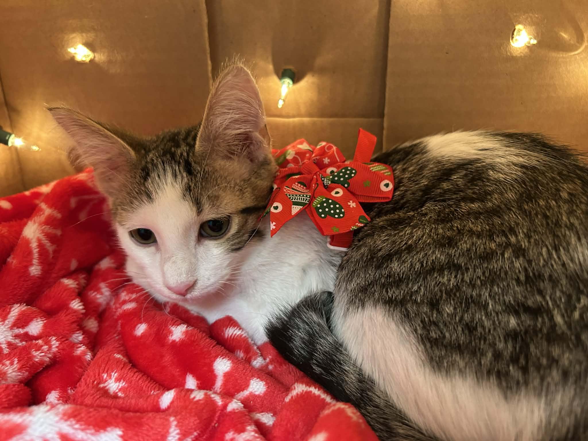 Mimosa - sweet and affectionate, Adoptable, Kitten Male Domestic Short Hair.