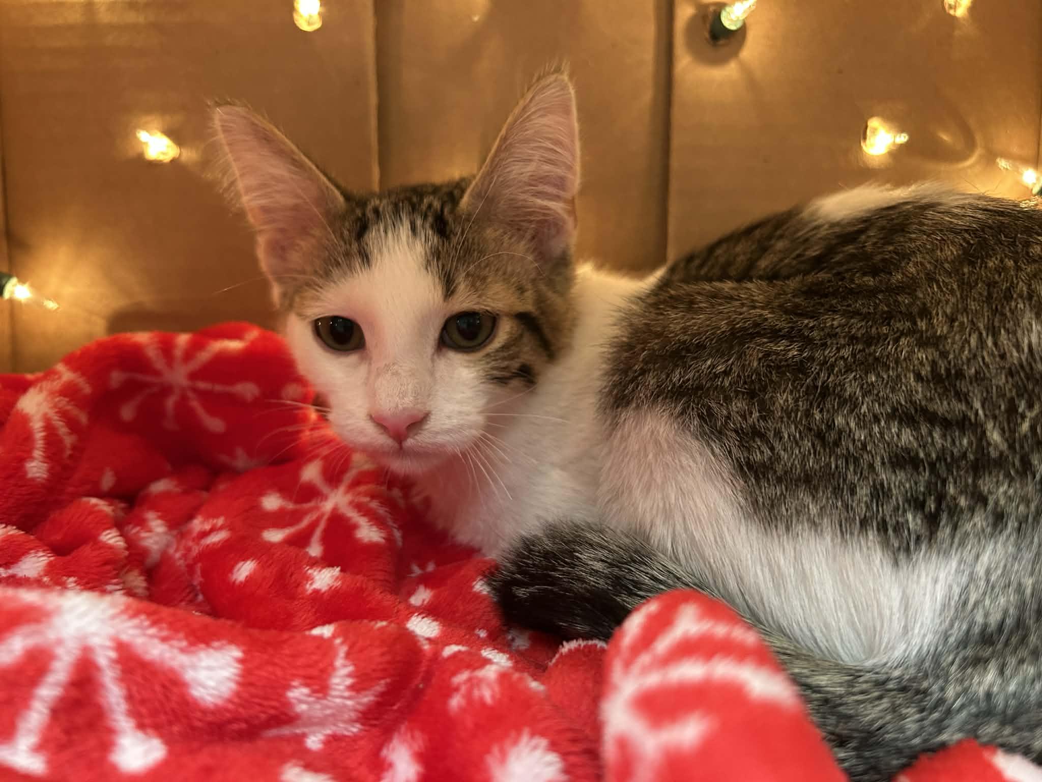 Enlarge Mimosa - sweet and affectionate, a Adoptable Domestic Short Hair in Racine, WI image 4/4