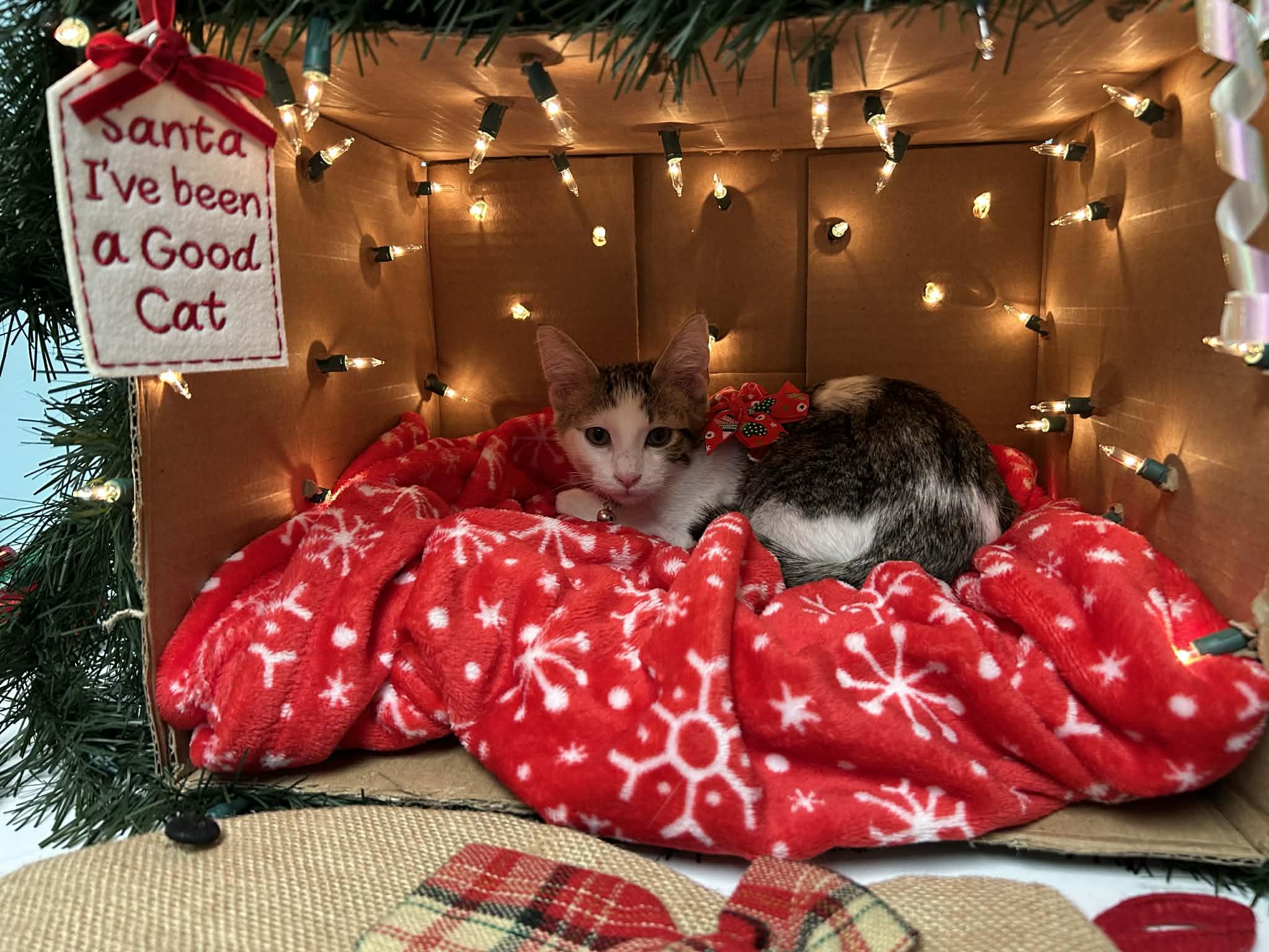 Enlarge Mimosa - sweet and affectionate, a Adoptable Domestic Short Hair in Racine, WI image 3/4