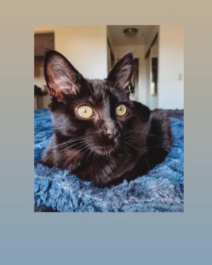 Rosemary , a Adoptable Bombay in Tustin, CA image 1/6