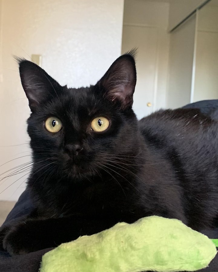 Rosemary , a Adoptable Bombay in Tustin, CA image 2/6