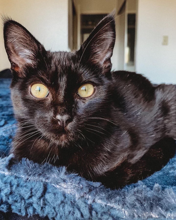 Rosemary , a Adoptable Bombay in Tustin, CA image 3/6