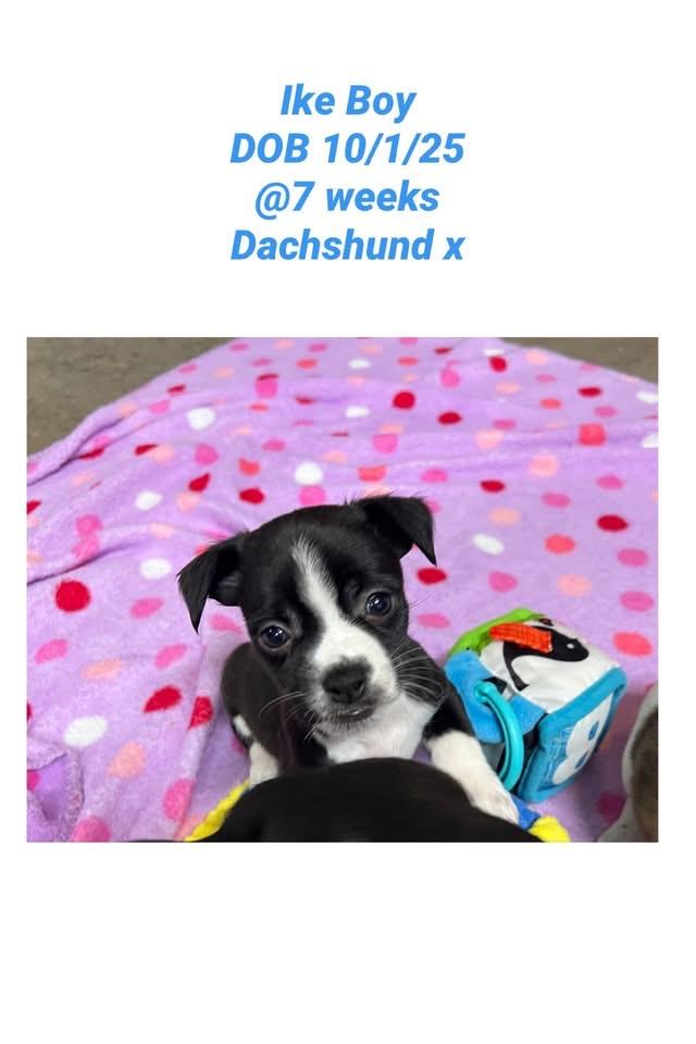 Ike, ADOPTABLE, Puppy Male Dachshund.