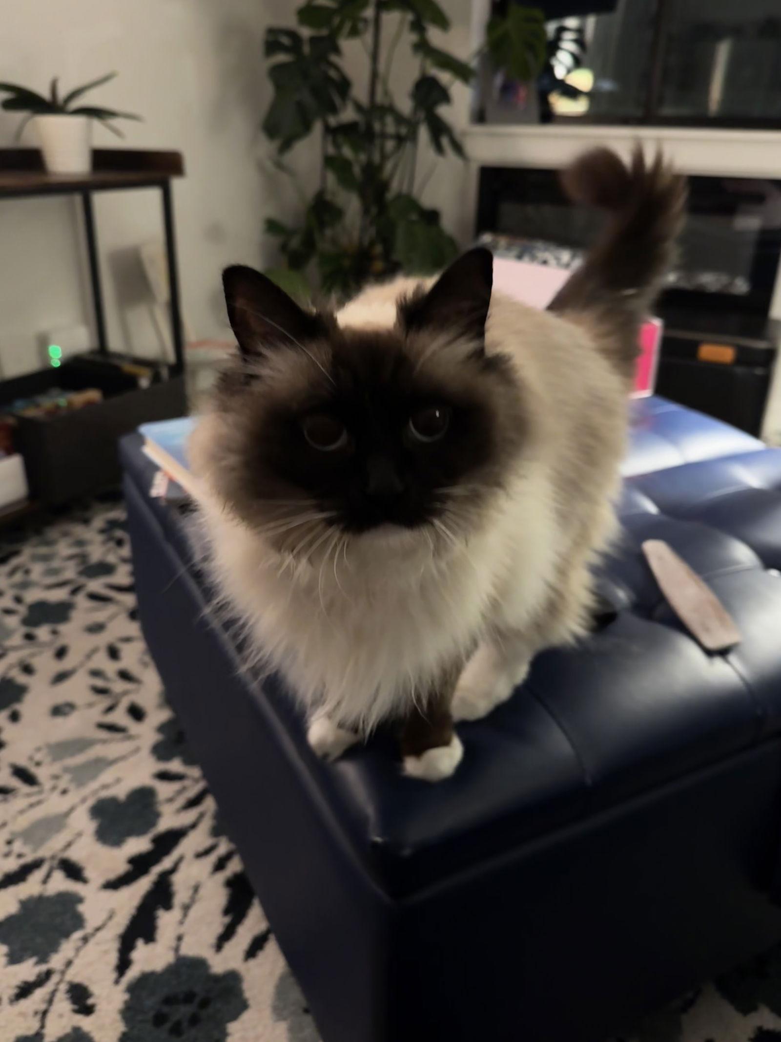 MEEKO #1798- Offered by Owner- Raagdoll, a Adoptable Ragdoll in Hillsboro, OR image 1/3