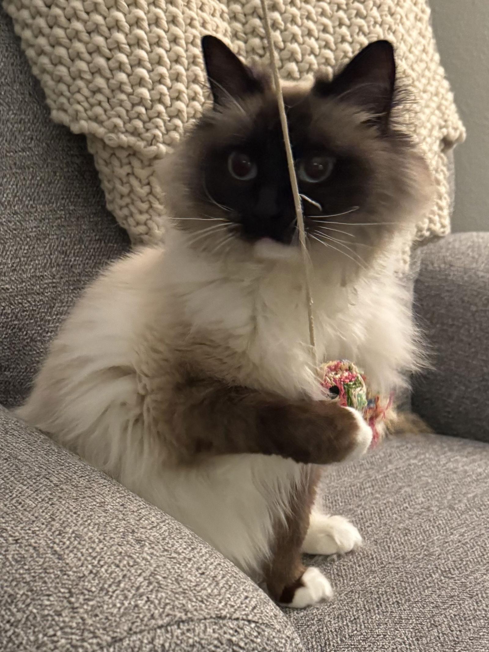 MEEKO #1798- Offered by Owner- Raagdoll, a Adoptable Ragdoll in Hillsboro, OR image 2/3