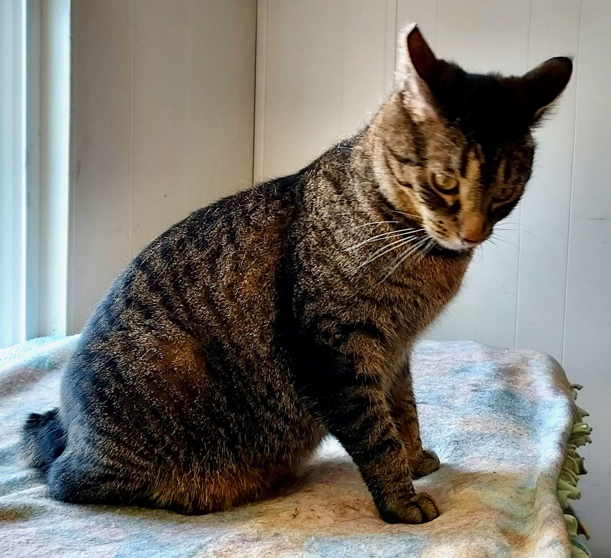 Enlarge Freddie, an adoption pending Tabby in Portland, OR image 5/6