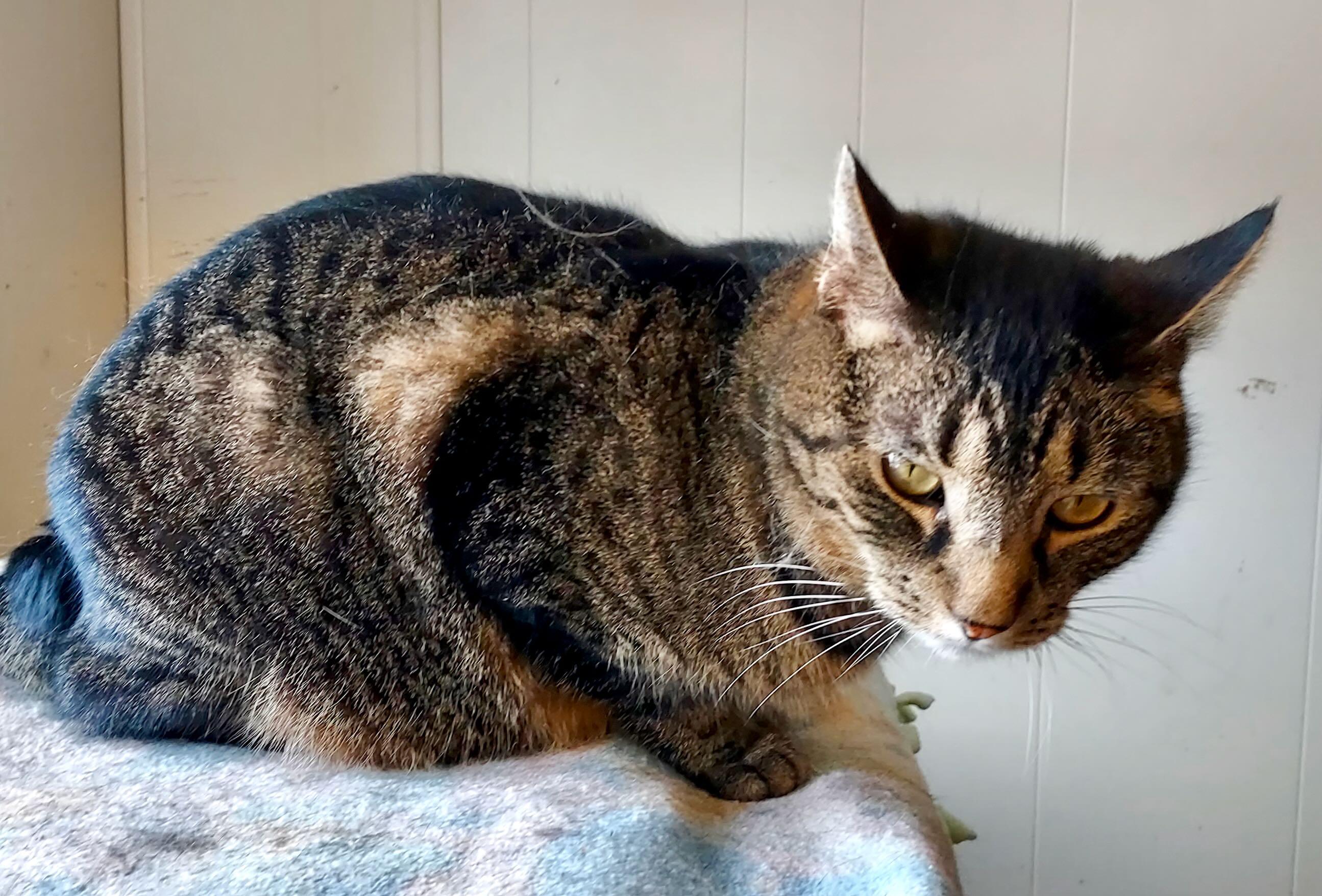 Enlarge Freddie, an adoption pending Tabby in Portland, OR image 6/6