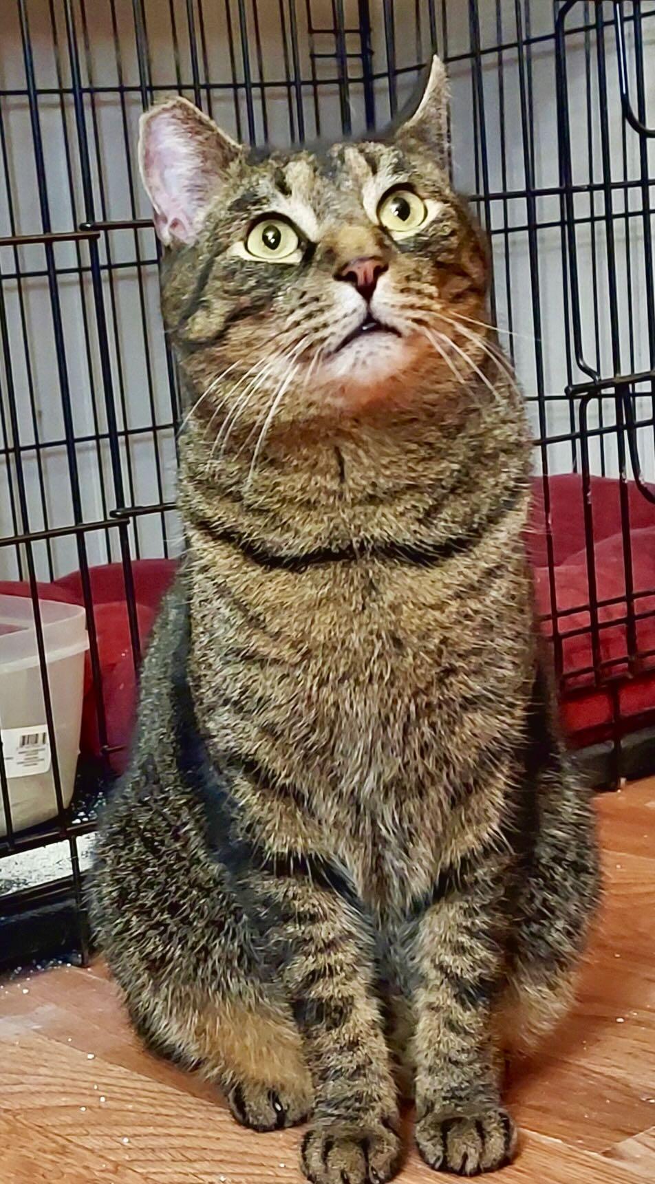 Enlarge Freddie, an adoption pending Tabby in Portland, OR image 3/6