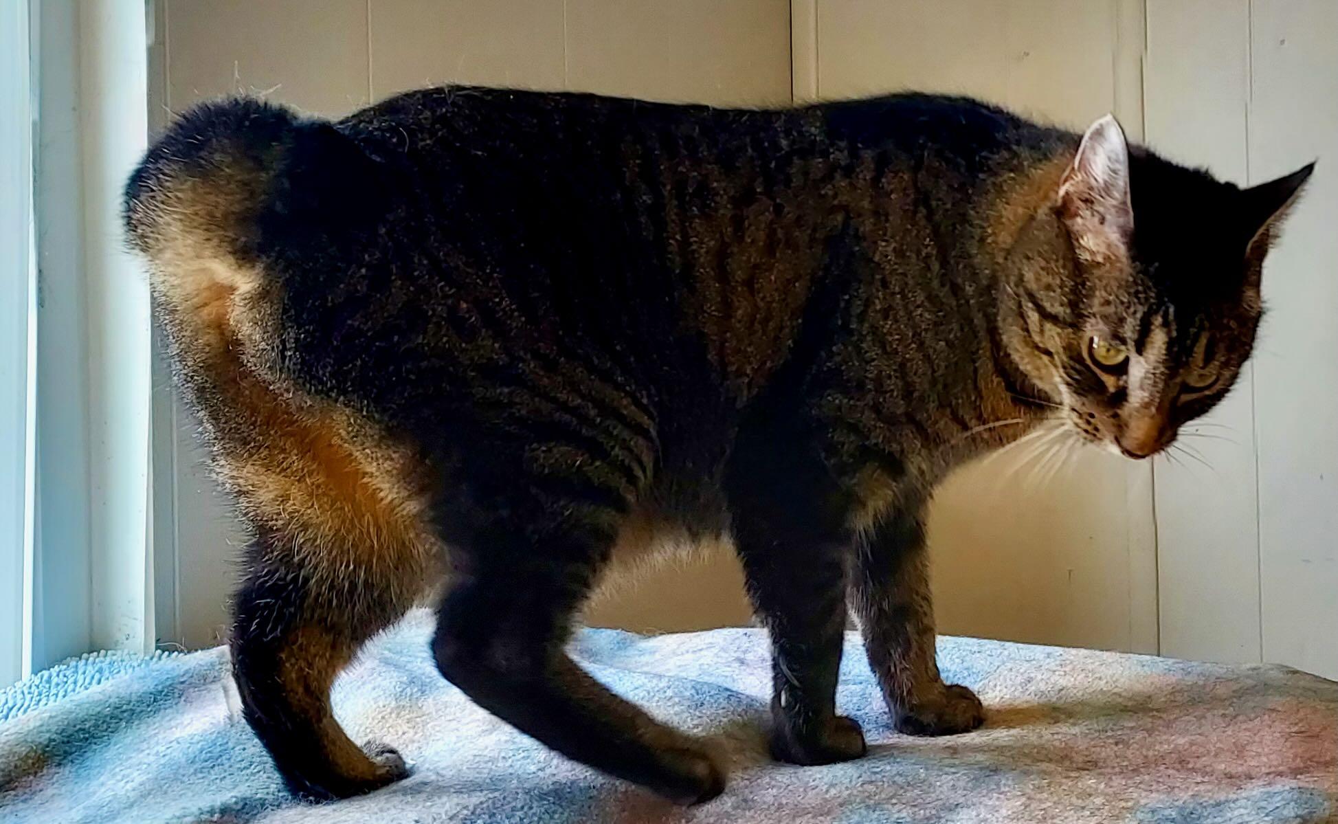 Enlarge Freddie, an adoption pending Tabby in Portland, OR image 4/6