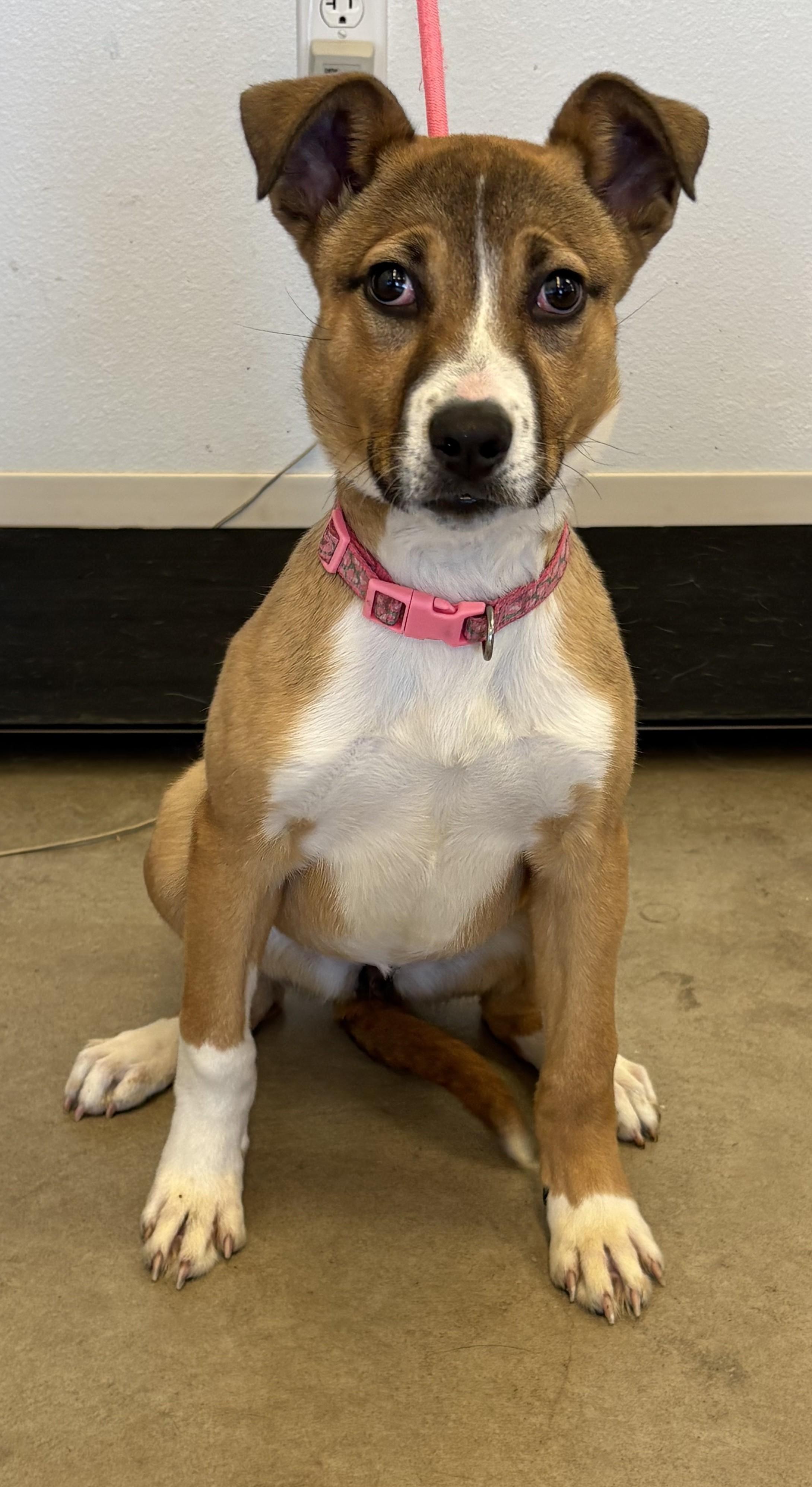 Enlarge Scarlet, a ADOPTABLE mixed breed in Greeley, CO image 2/2