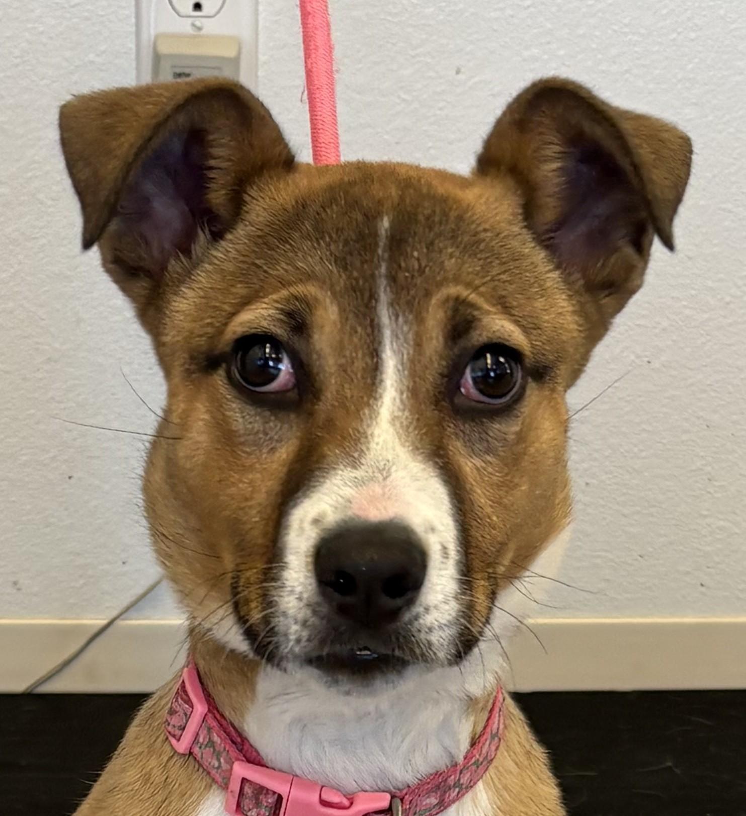 Scarlet, ADOPTABLE, Puppy Female Boxer.