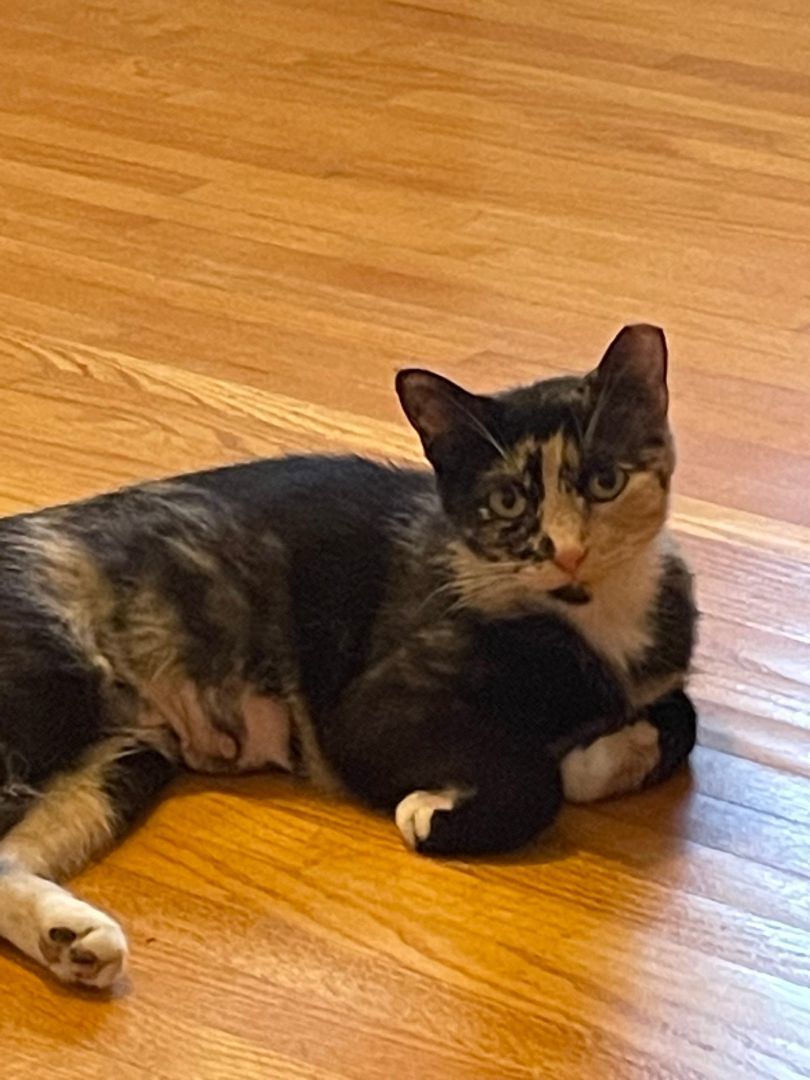 Lucy, an adoptable Calico in Rochester, NY, 14622 | Photo Image 1