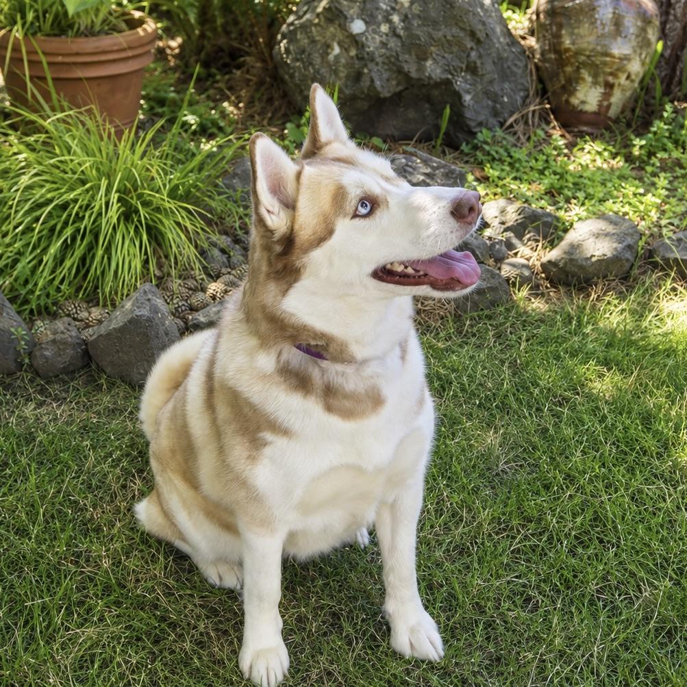 Enlarge Ruby, a Adoptable Husky in Long Beach, WA image 2/5