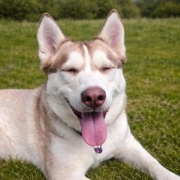 Ruby, Adoptable, Adult Female Husky.