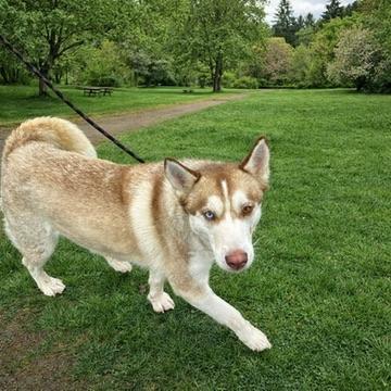 Enlarge Ruby, a Adoptable Husky in Long Beach, WA image 5/5