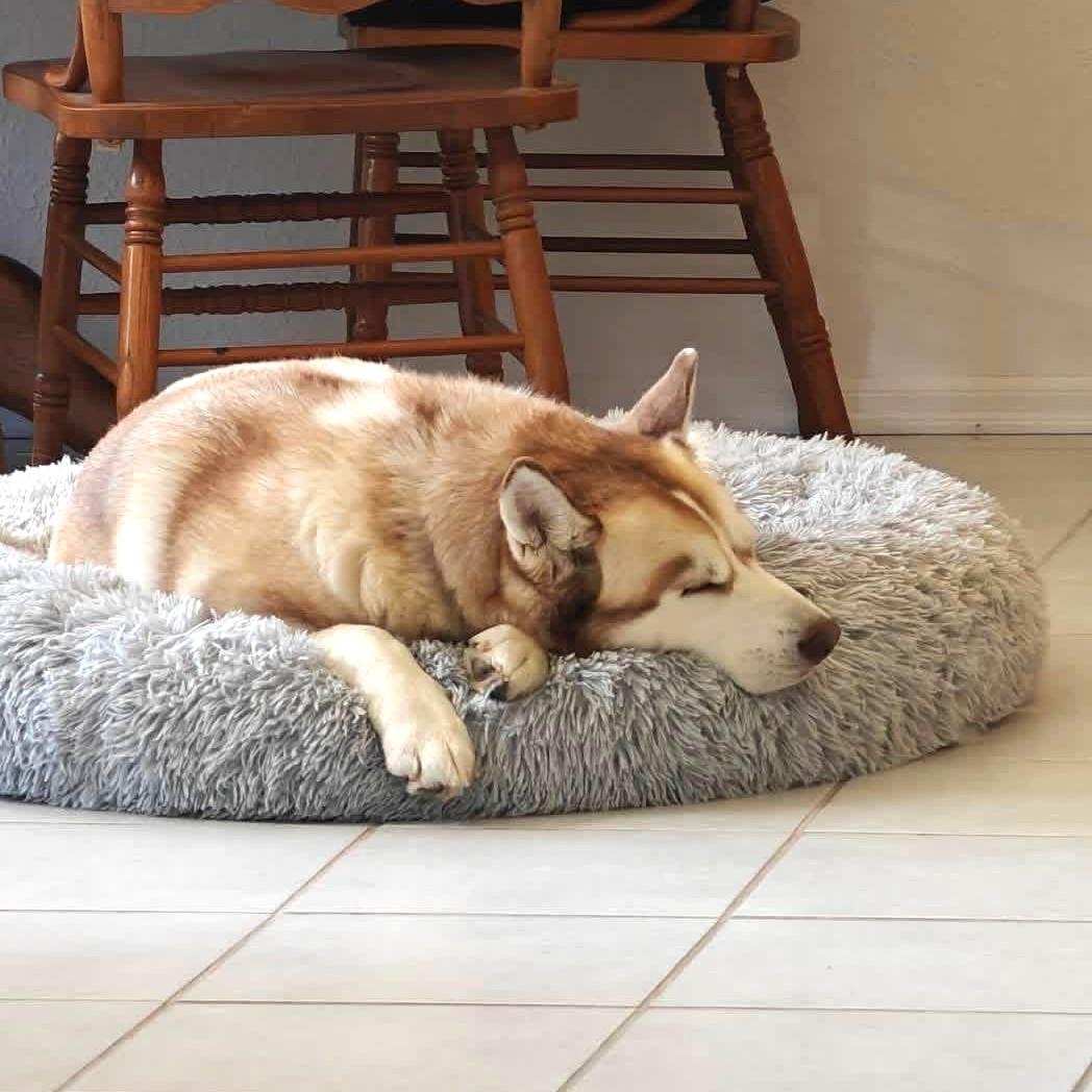 Enlarge Ruby, a Adoptable Husky in Long Beach, WA image 1/6