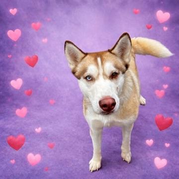 Enlarge Ruby, a Adoptable Husky in Long Beach, WA image 2/5