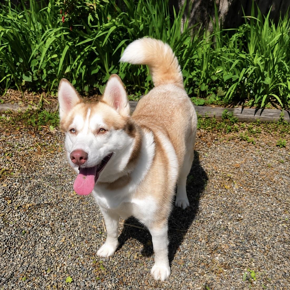 Enlarge Ruby, a Adoptable Husky in Long Beach, WA image 4/5